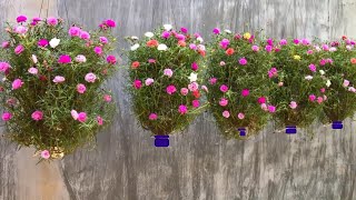 The Latest Way to Plant Purslane (moss rose) Flowers in Hanging Pots