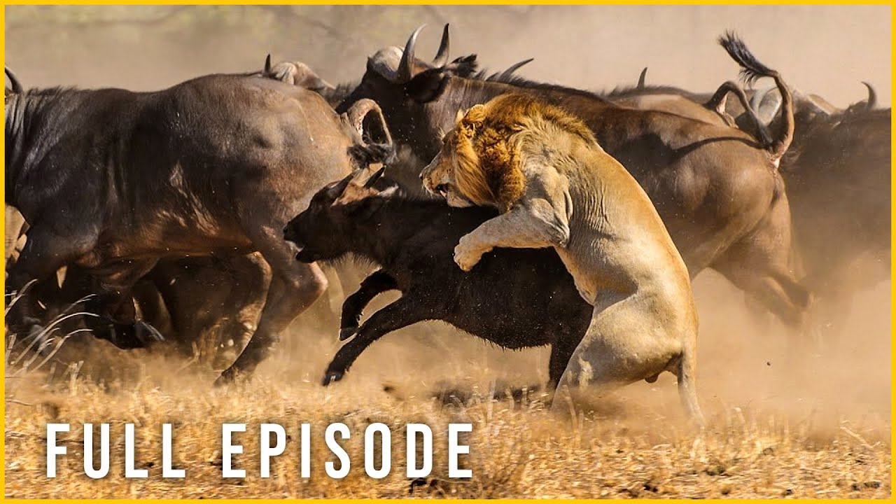 LION KING | The Untamed Story of the Jungle’s Leader | Nature Animal Documentary