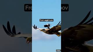 Camera on Eagle from Eagle's pov #trending#eagles#eaglepower#pov#flying#baldeagle