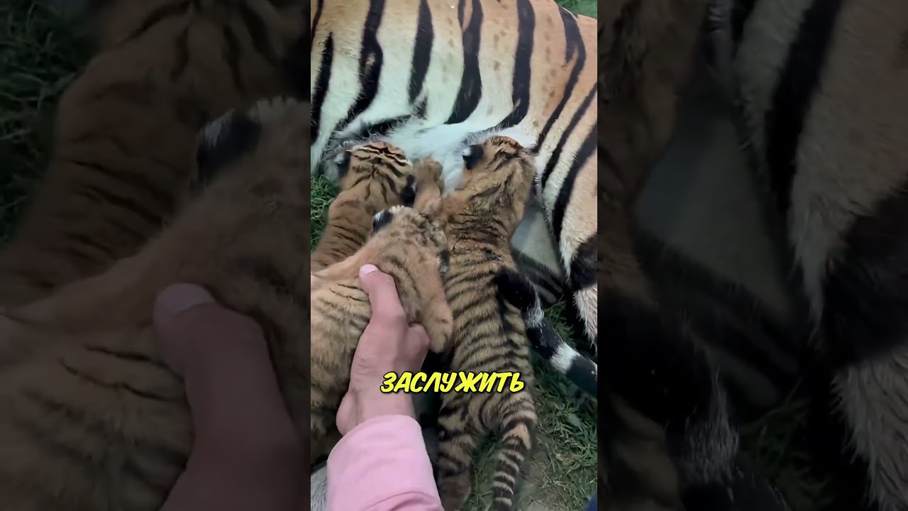 Как завоевать сердце тигрицы ❤️🐅
