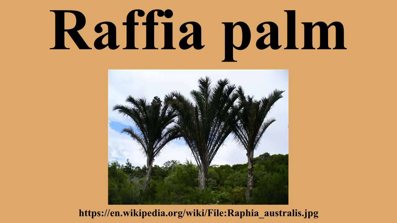 Raffia palm