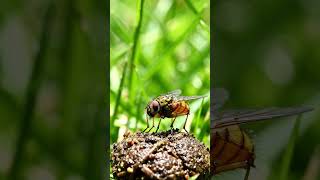 dung fly pooping