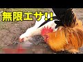なんと雨上がりは無料エサが食べ放題です!!【ニワトリ飼育】 187話目