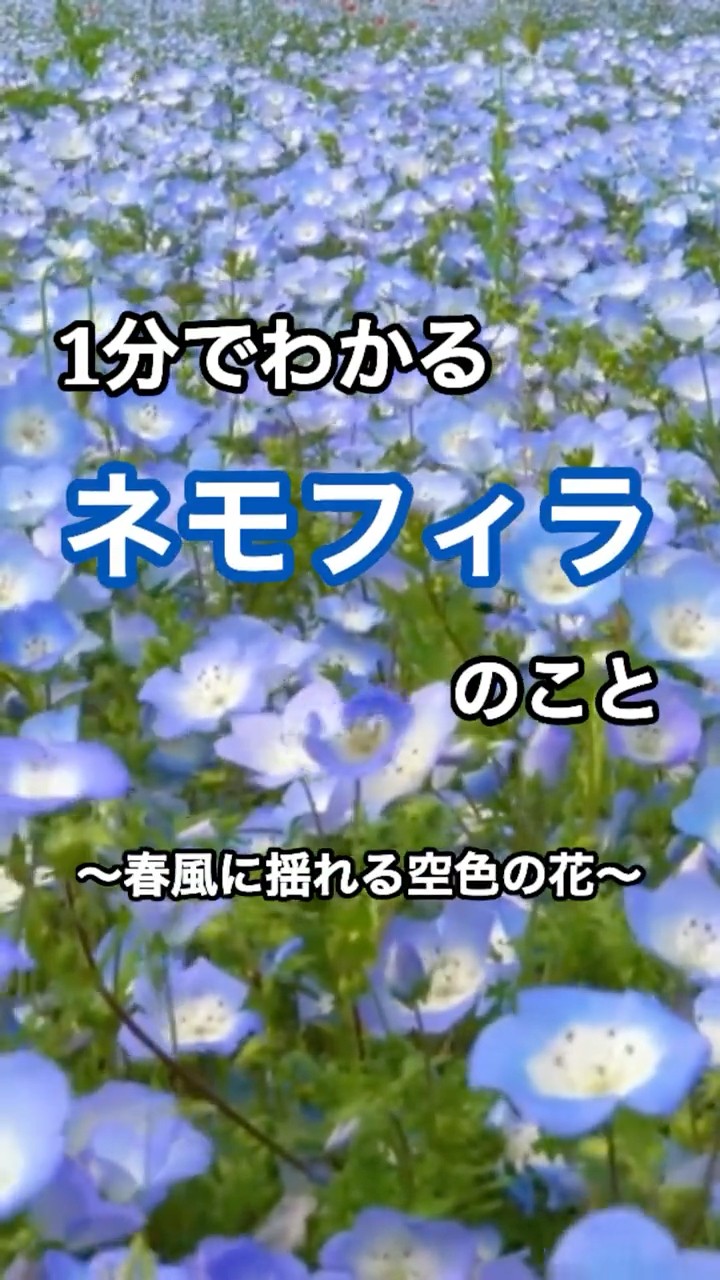 1分でわかる】ネモフィラ｜魅力・おすすめスポット・花言葉まで