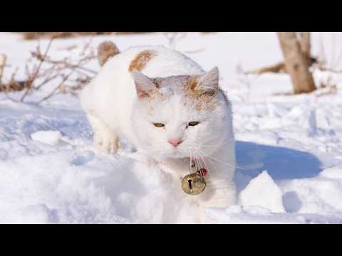 うずまきLIVE配信？　放置？　　2026年3月15日