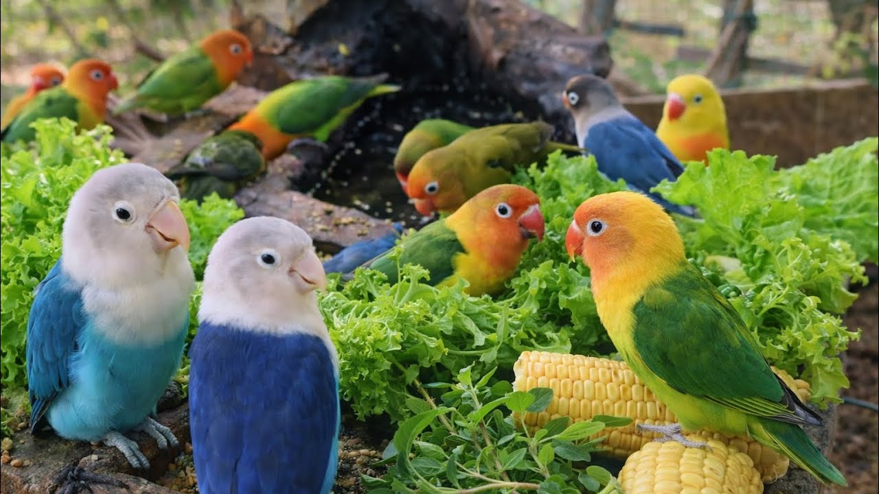 Lovebird Colorful 💚❤️#lovebirds #sunconure #parrotlover #birds #cutelovebird