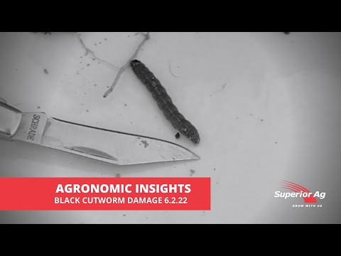 Black Cutworm Damage in Corn | Superior Ag Agronomy Insights 6.2.22