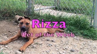 Rizza: Pet of the Week