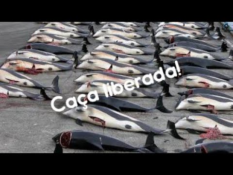 Vídeo: Baleia japonesa: estilo de vida, alcance, proteção