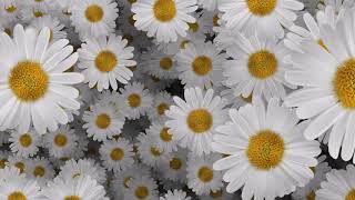 2000 Flowers Moving Animation Zoom Effect