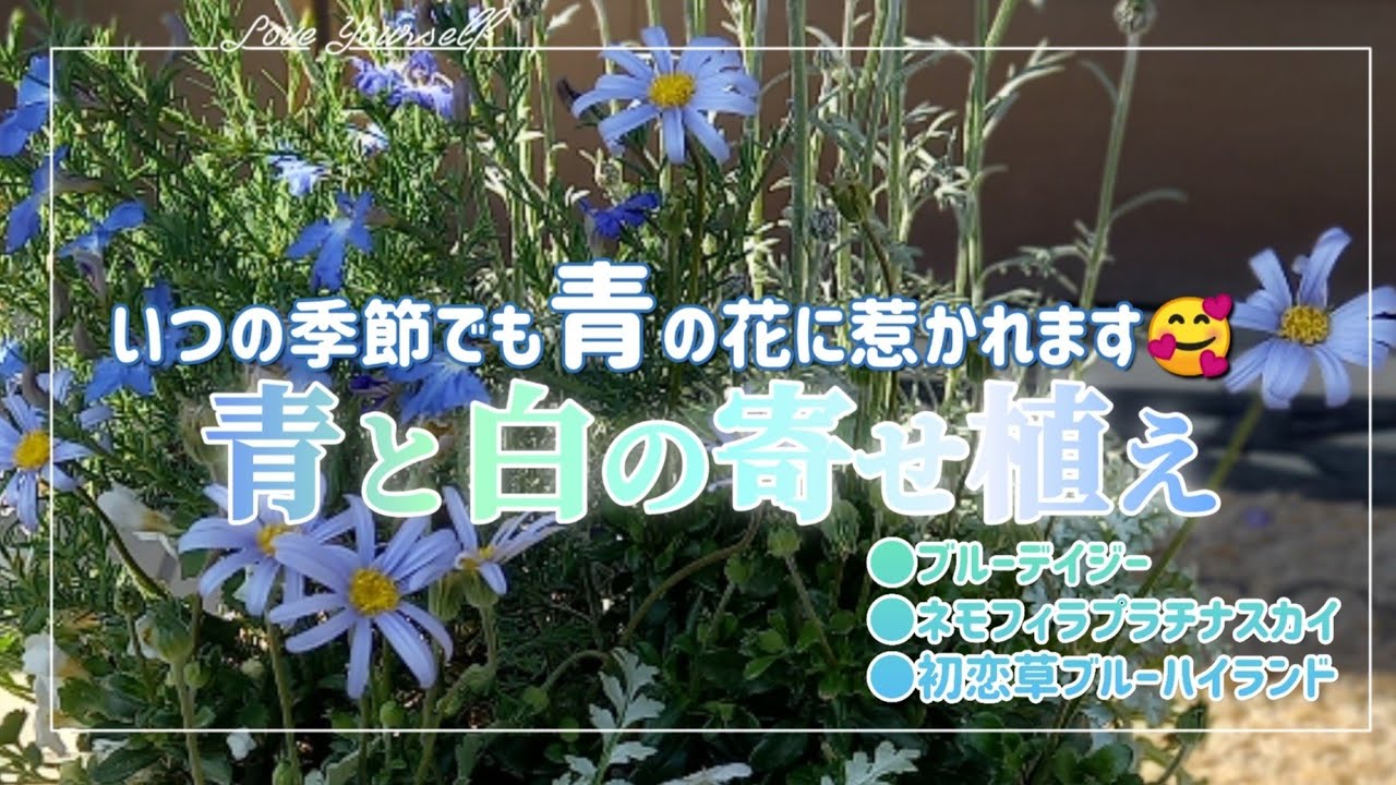 春まで楽しめる【寄せ植え】人気の青はストレス緩和カラー😊他の寄せ
