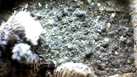 From Internet Camera(Turmfalken[03:1A:A5])2014/05/28,07:24:01_D