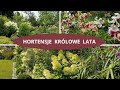 Hortensje bukietowe - ogrodowe - nawożenie Lipiec 2024 Nowe róże