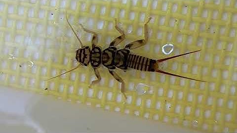 Macroinvertebrates & water quality, by Maddie Riley, sophomore Env. Bio. major at Cazenovia College