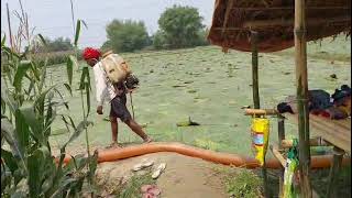 Makhana Fox Nuts Farm after 30 days