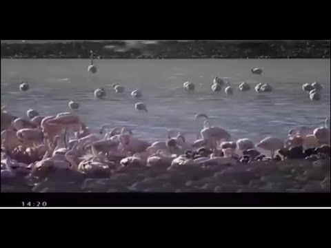 Video: Những Loài Chim Nào được Coi Là Di Cư