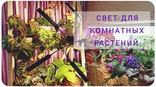 Так ли нужны фитолампы? Свет для моих комнатных растений