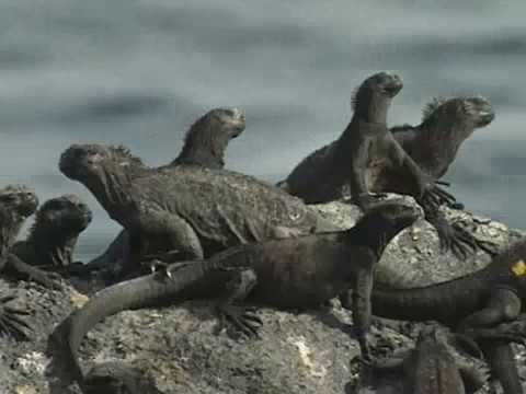 Galapagos: researching the animals (1/7)