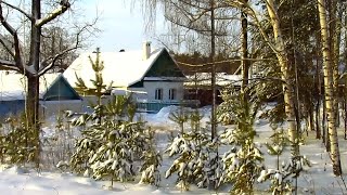 Зима в лесу поселка Васильево. Район Лесхоз