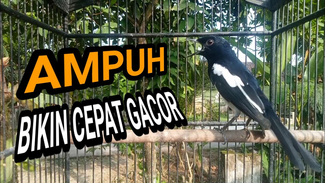 Kacer GACOR ngeplong KONSLET Tarung ini Paling Ampuh untuk PANCINGAN KACER agar EMOSI..