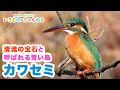 カワセミ（翡翠）　宝石の名を持つ青い鳥！実は狩りの名手【Kingfisher】