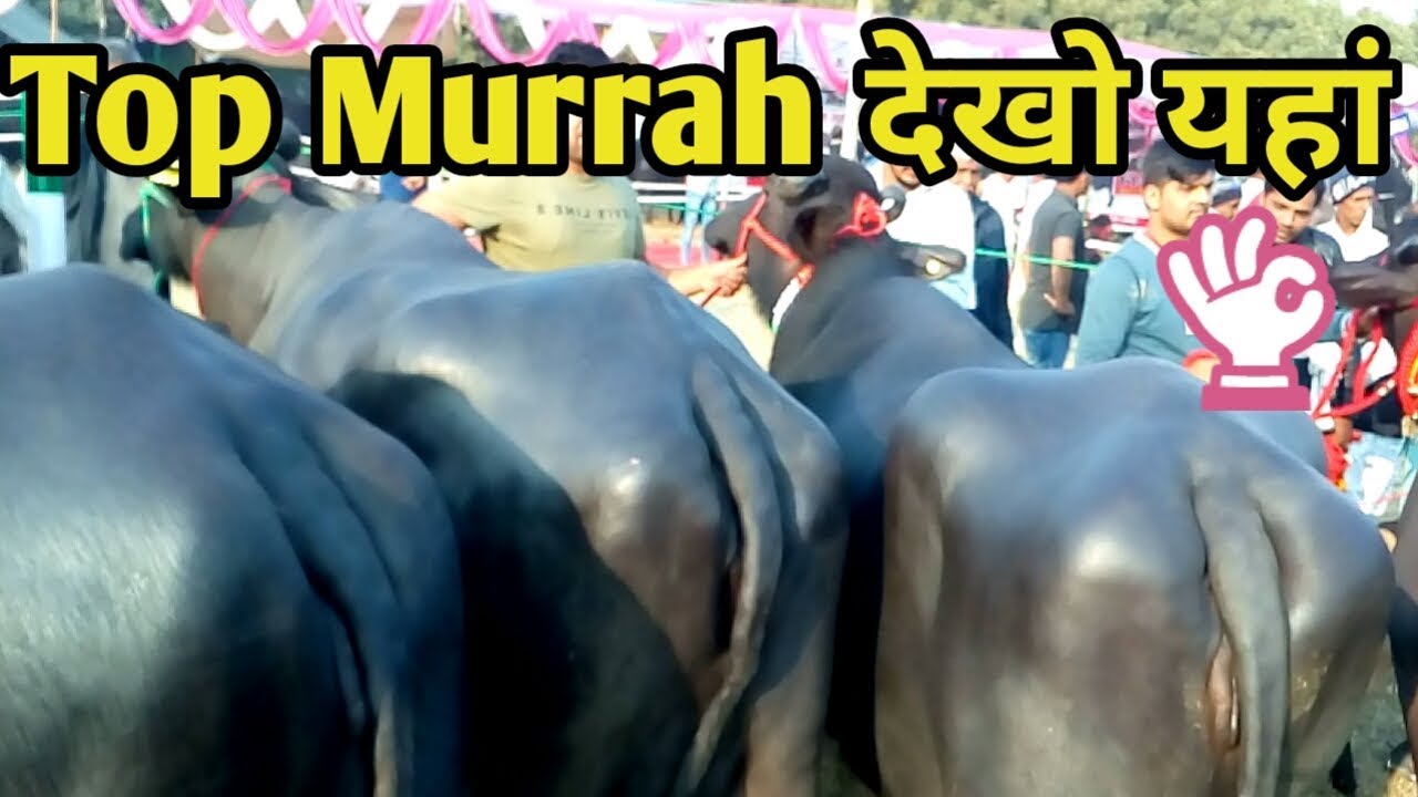 Worlds no 1  Murrah Buffalo   MilkBeauty Compitition  Jhajjar Haryana India Hindi