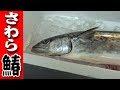 【鰆】さわらのさばき方（Spanish mackerel）たたき編