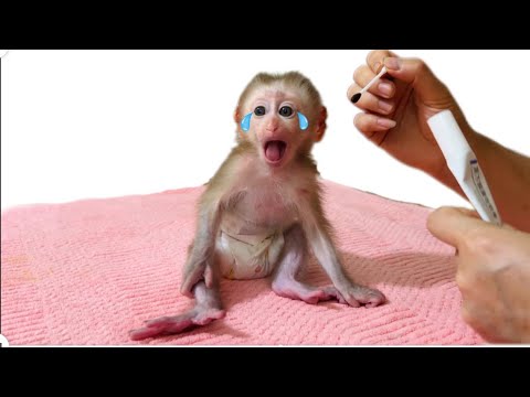 Baby monkey Tina's reaction when her mother applied medicine