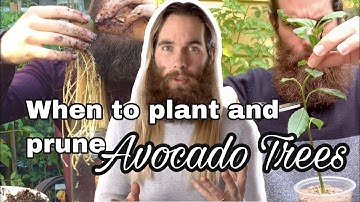 When to Plant and Prune Avocado Trees? | Ask Scott