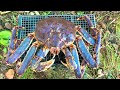 BBQコンロサイズのタラバガニをカニしゃぶにしたら...
