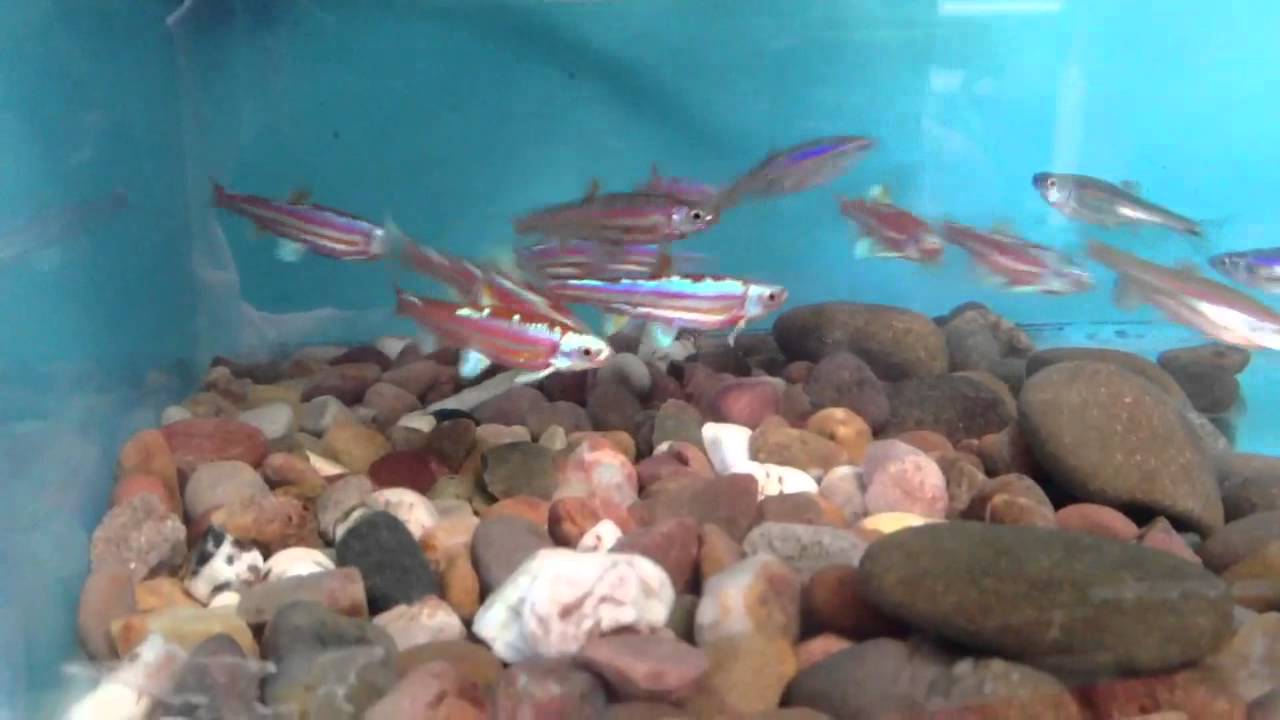 Notropis chromosus spawning