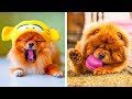 8 de las razas de perros más tiernos que te harán decir “awww”