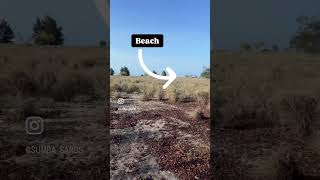 Invest in Paradise:Sumba Island, Indonesia?#tropicalhouse #travel #landforsale #investing #land