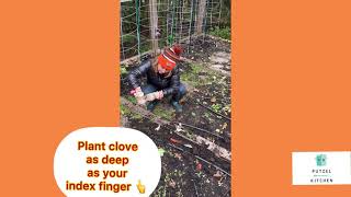 How To Plant Garlic In The Fall