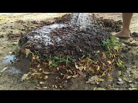 Vídeo: Usando serragem em sua pilha de compostagem - jardinagem know how