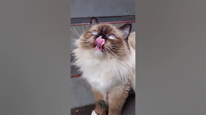 Video 8495111: himalayan cat siamese, himalayan persian cat, blue point himalayan persian, blue eyed siamese cat, perfect persian cat, color persian cat