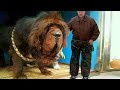 🐕 10 Razas De Perros Gigantes Que Son Únicas En El Mundo