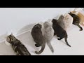 【猫動画】多頭飼いの食事はこうなります カリカリ音 咀嚼音 ASMR