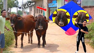 Kite Vs Eid Big 2 Cow Buy Nasir 