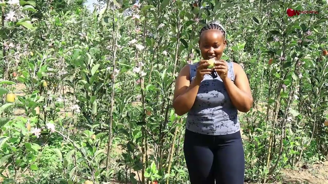 КАЖДЫЙ СЕЗОН — ЭТО СЕЗОН ФРУКТОВ НА ФЕРМЕ WONDERFUL HEAVEN 