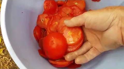 Feeding tomato to your worm farm - another vermiculture feeding test/experiment. Is it a good idea?
