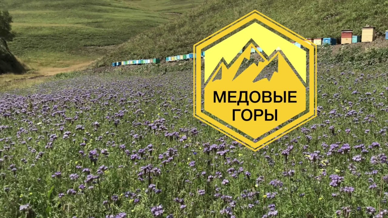 Профессор Кашковский Владимир Георгиевич.Ответы на вопросы пчеловодов ...