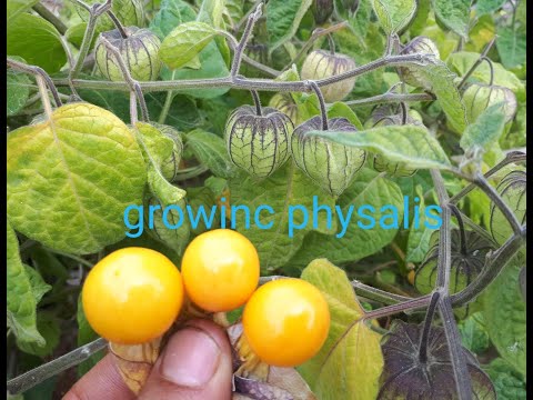 Video: Physalis - Paglilinang At Paggamit