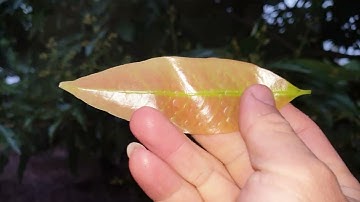 Hoa Vải Thiều Lục Ngạn Lộc Là Thế Này Phun Gì I Nui Doi Luc Ngan 98