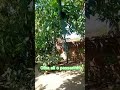 encontrei um filho de passarinho