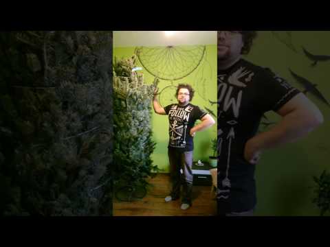 karácsonyfa állítása nálunk