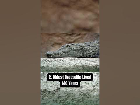 5 Interesting Facts About Crocodiles - YouTube