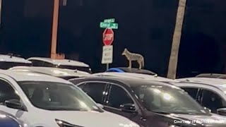 Tucson car-lot coyote video goes viral