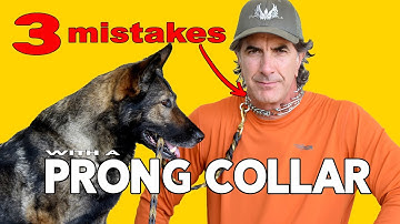 Prong Collar Mistakes People Make with German Shepherds - Robert Cabral Dog Training Video