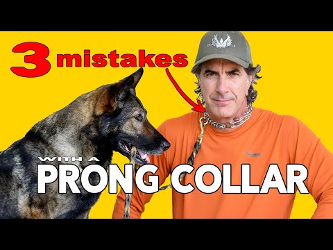 prong collar size for german shepherd